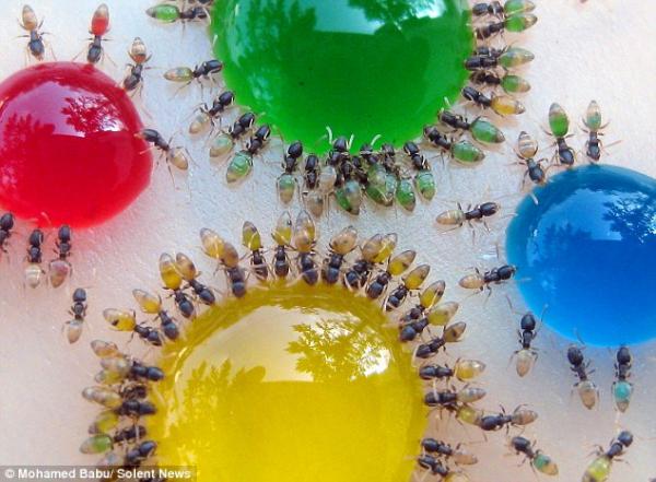 Ring of colour: An ant's transparent abdomen shows the colour of the food they have eaten (Mohamed Babu)